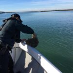 Sul Informação - Polícia Marítima apreende 35 quilos de pepinos do mar na Ria Formosa