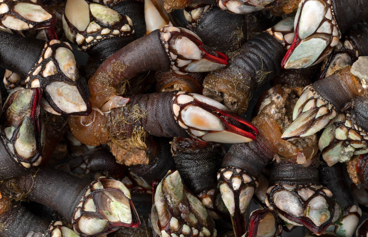 Sul Informação - Quase 50 quilos de percebes e ouriços-do-mar apreendidos