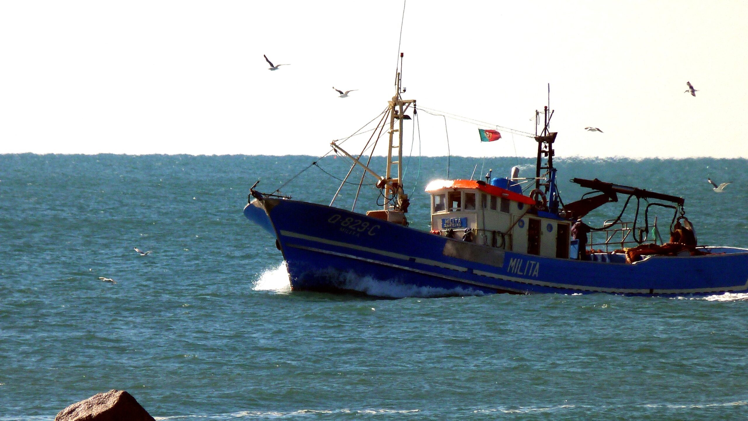 Sul Informação - Investigadores algarvios descobrem que a pesca afeta diferenciação genética dos peixes