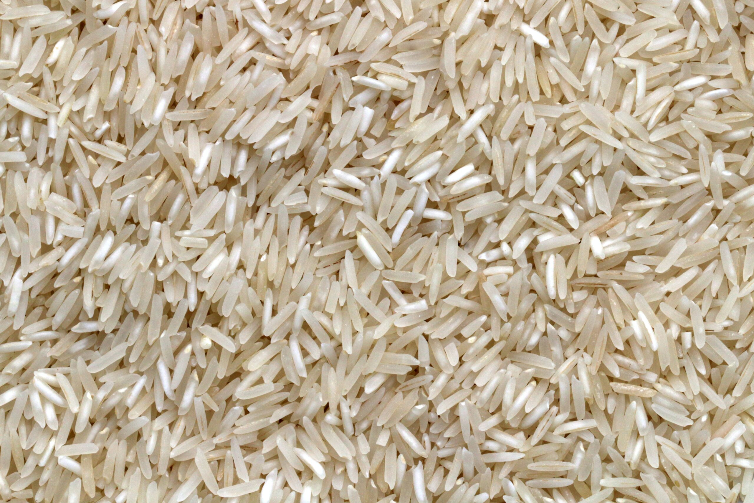 Sul Informação - Alcácer do Sal promove segunda edição da “Rota do Arroz”