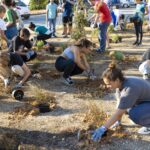 Sul Informação - Caloiros da UAlg lançaram “mãos à terra” e plantaram espécies nativas no Campus de Gambelas