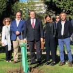 Sul Informação - Podas de árvores no Jardim da Alameda feitas «em nome da segurança»