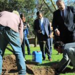 Sul Informação - Podas de árvores no Jardim da Alameda feitas «em nome da segurança»