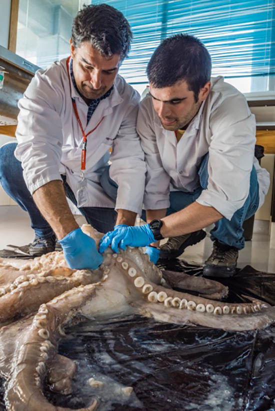 Sul Informação - Cientistas portugueses descobrem o maior polvo da Antártida