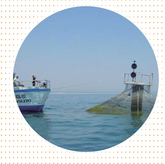 Sul Informação - Produção de Corvina em aquacultura motiva seminário em Olhão