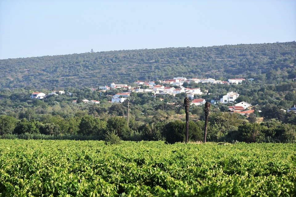 Sul Informação - Loulé Criativo leva turistas a vindimar na Tôr