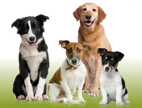 Sul Informação - Quinta dos Patudos promove workshop sobre treino de cães