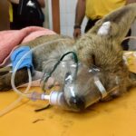 Sul Informação - Animais também são vítimas do incêndio, mas há equipas no terreno a resgatá-los