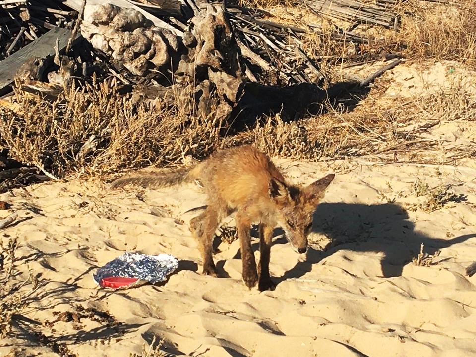 Sul Informação - ICNF está há uma semana a tentar capturar jovem raposa ferida numa praia de Tavira