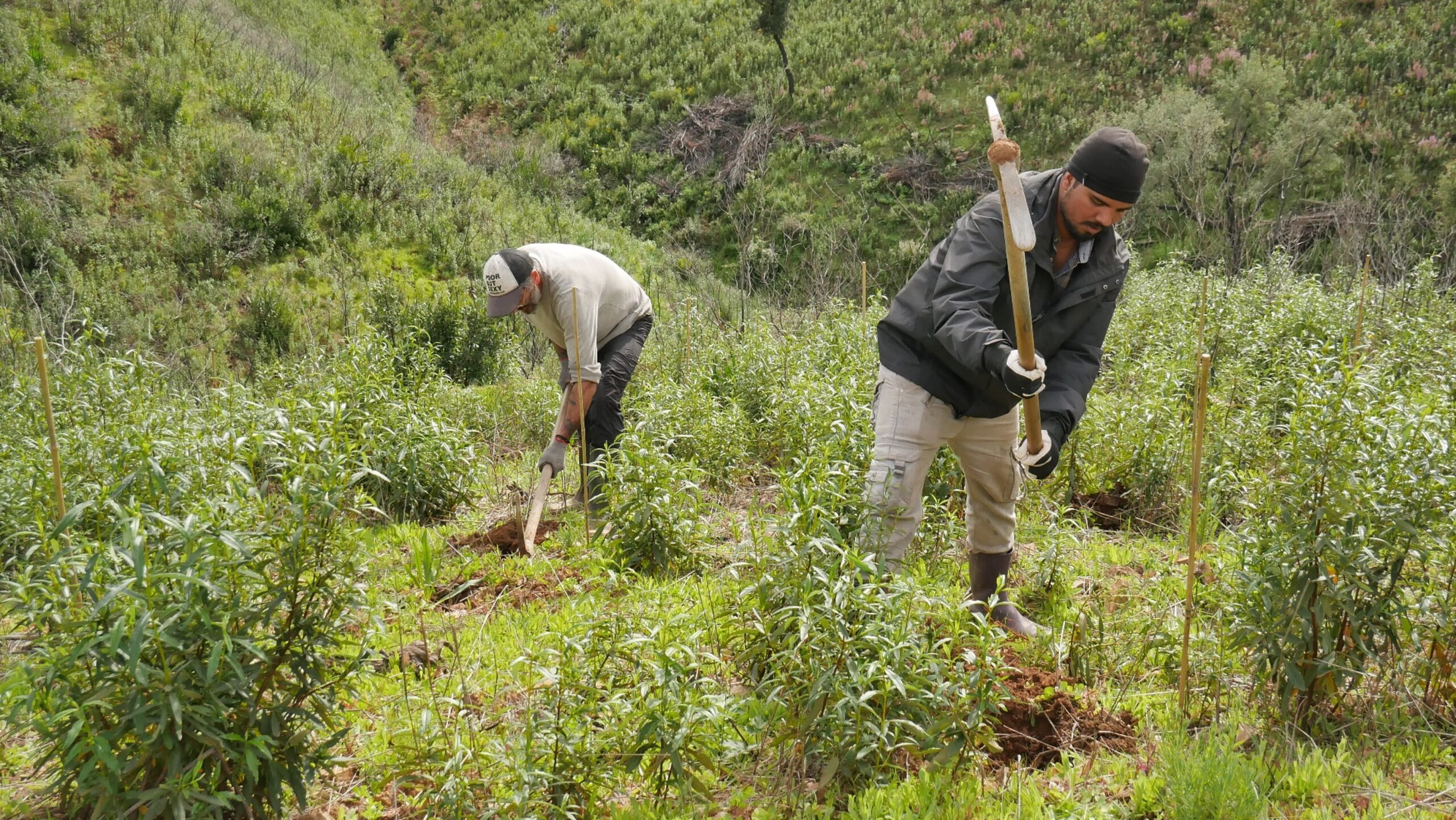 Sul Informação - Projeto Renature Monchique garante 250 mil euros de financiamento para mais um ano