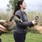 Sul Informação - Três patos com estatuto de conservação “Em Perigo” devolvidos à Natureza