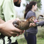 Sul Informação - Três patos com estatuto de conservação “Em Perigo” devolvidos à Natureza