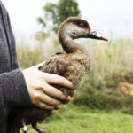 Sul Informação - Três patos com estatuto de conservação “Em Perigo” devolvidos à Natureza