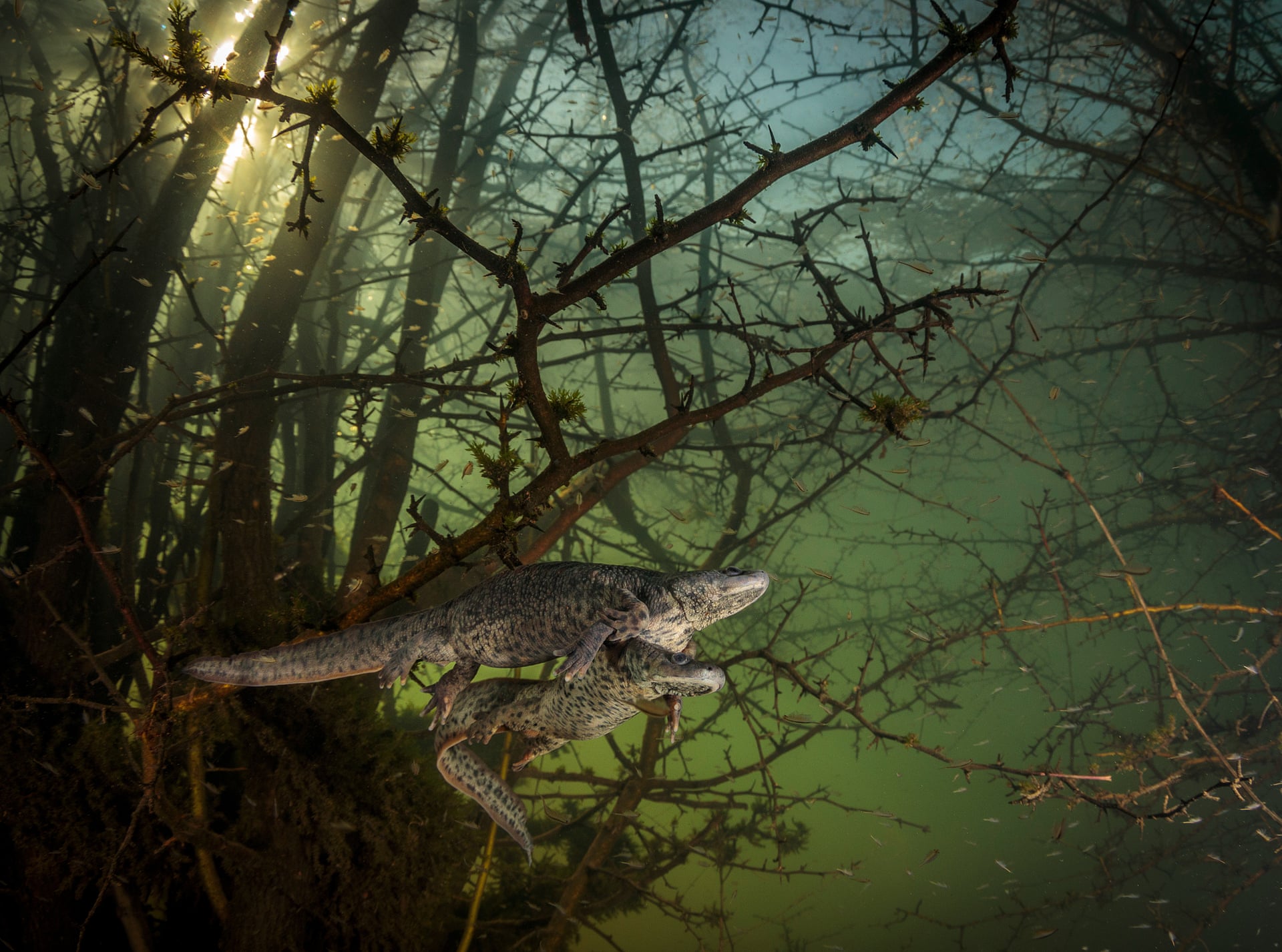 Sul Informação - “Algarvio” João Rodrigues é “Wildlife photographer of the year”