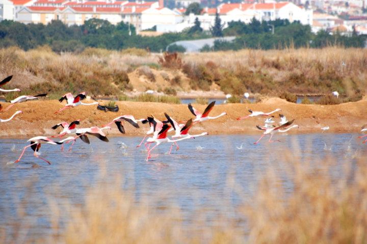 Sul Informação - LPN leva caminhantes à descoberta das salinas entre Tavira e Santa Luzia