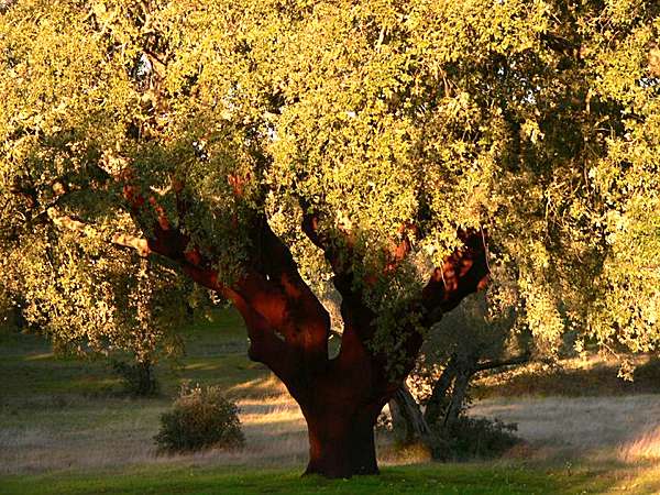 Sul Informação - Centro de Biotecnologia Agrícola e Agro-Alimentar do Alentejo lidera projeto “GenoSuber“