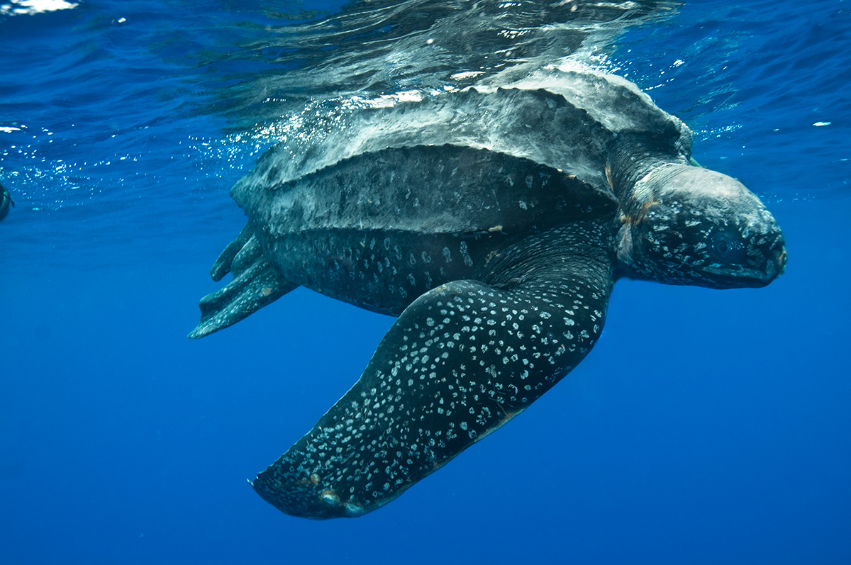 Sul Informação - Zoomarine está a cuidar de uma tartaruga marinha da maior espécie do mundo