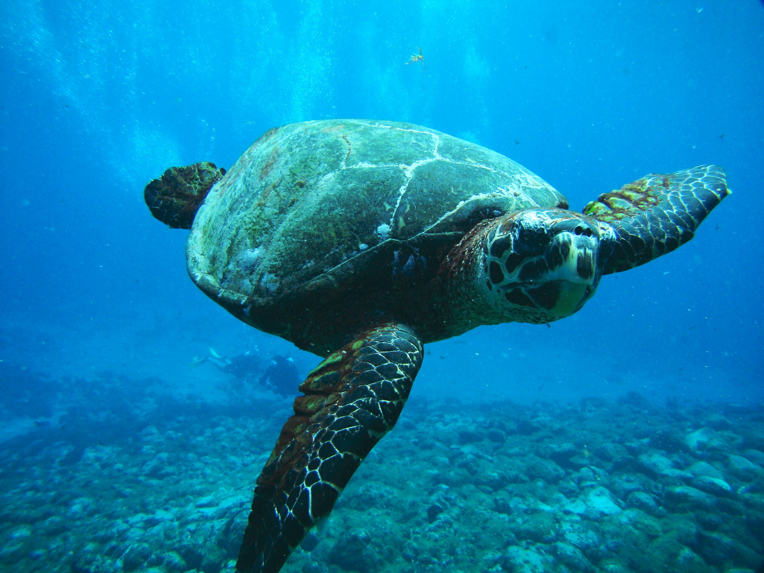 Sul Informação - Duas tartarugas vão ser devolvidas ao mar no Algarve