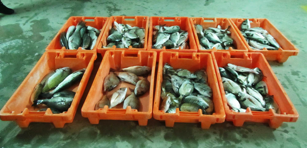 Sul Informação - Polícia Marítima apreende 120 kg de pescado por fuga à lota em Tavira