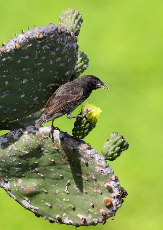 Sul Informação - Português integra grupo internacional que investiga dieta das aves das Ilhas Galápagos