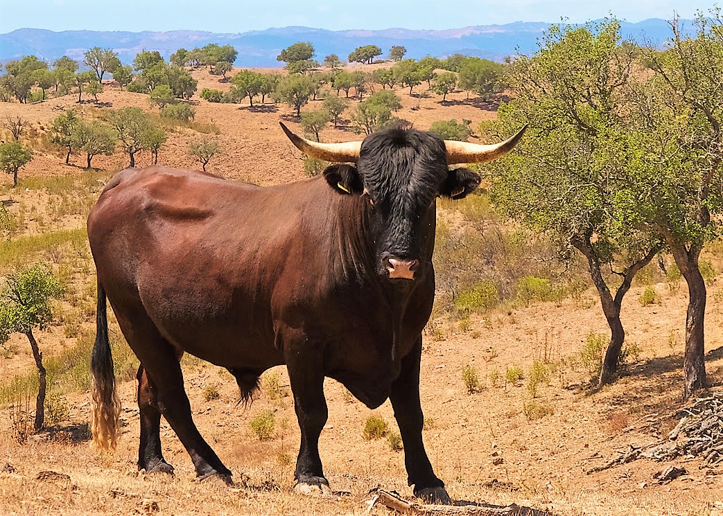 Sul Informação - Mundo rural do Baixo Alentejo mostra-se na Feira de Garvão