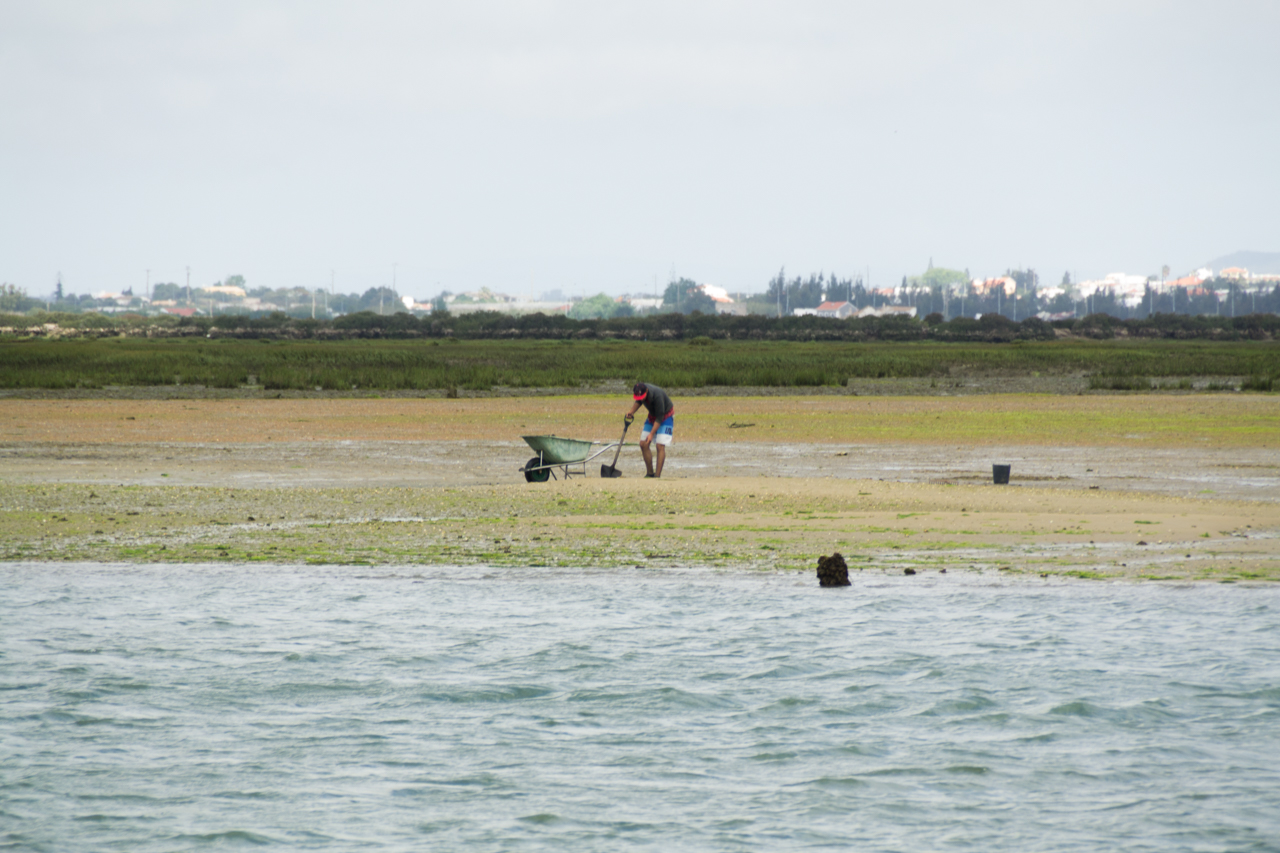 Sul Informação - Sindicato diz que aquacultura na Ria Formosa é «crime hediondo»