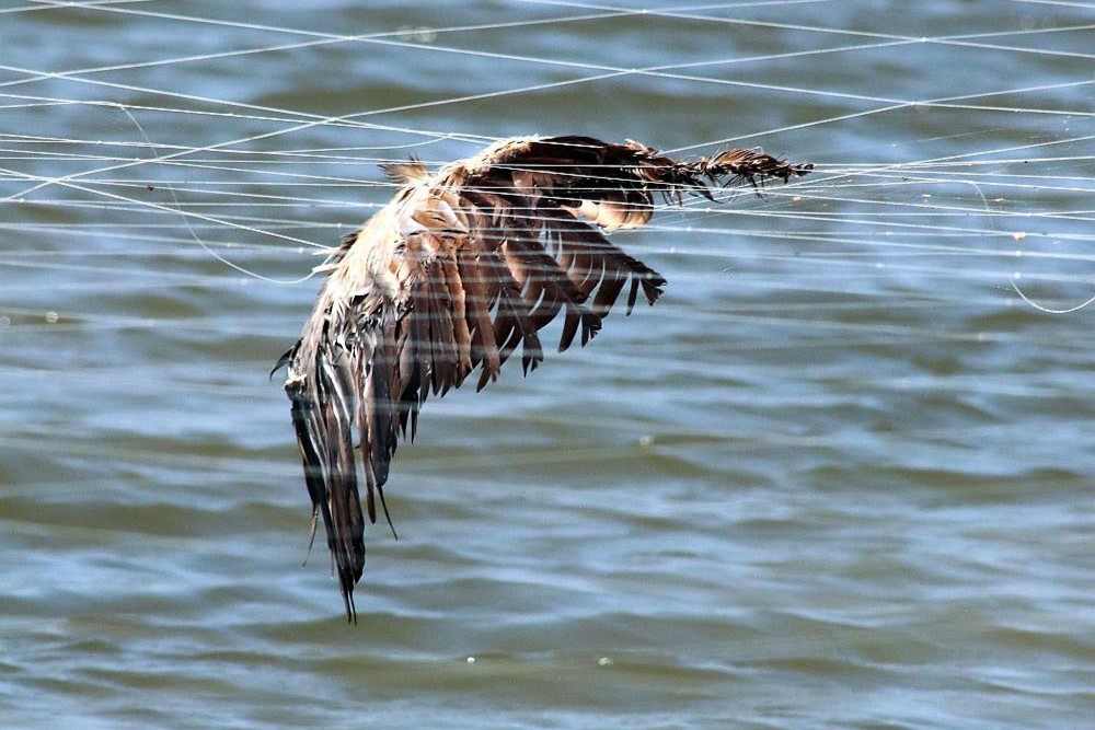Sul Informação - Empresa de aquicultura da Ria Formosa condenada pela morte de 14 aves