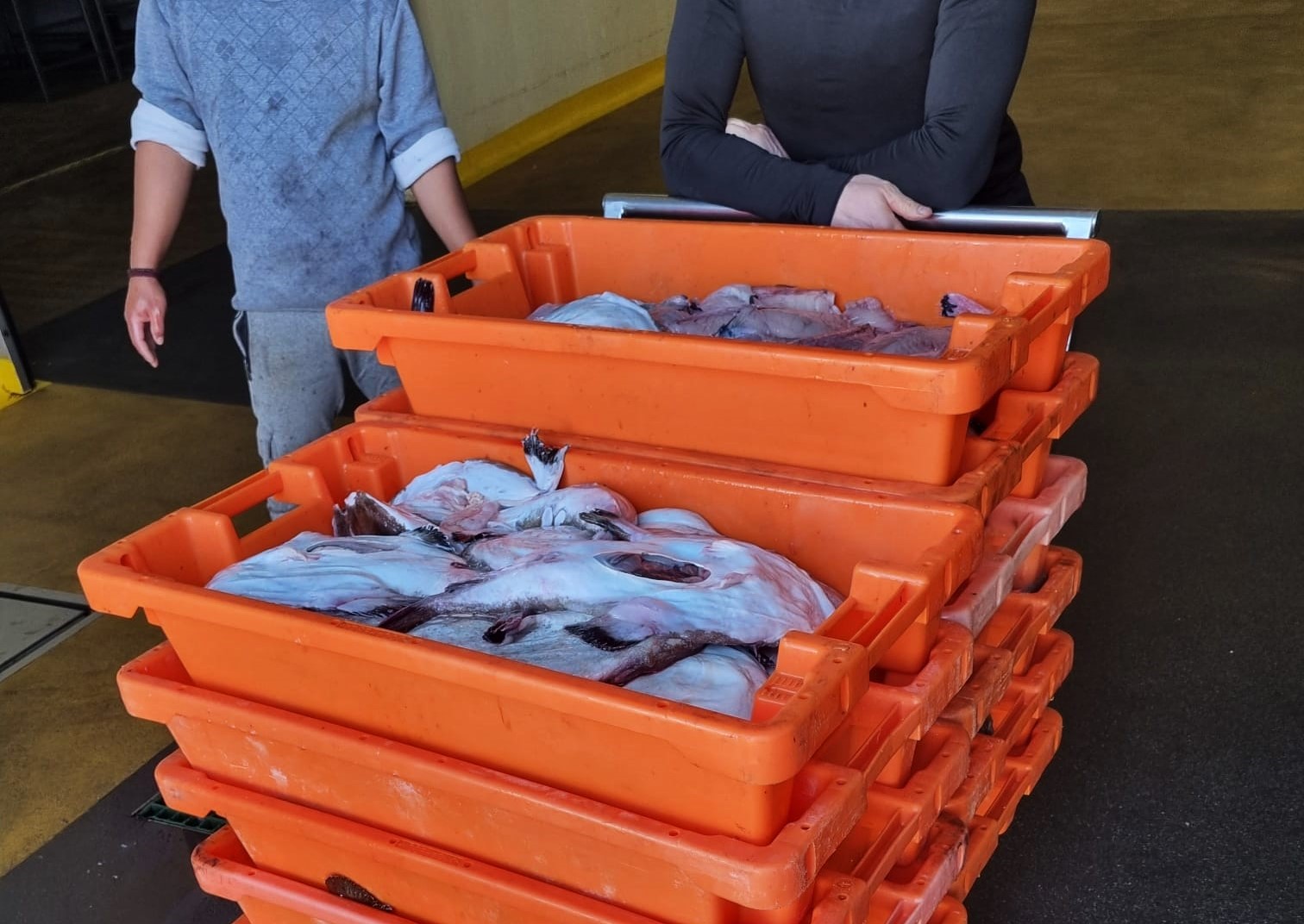 Sul Informação - 235 quilos de tamboril apreendidos no Porto de Pesca do Arade