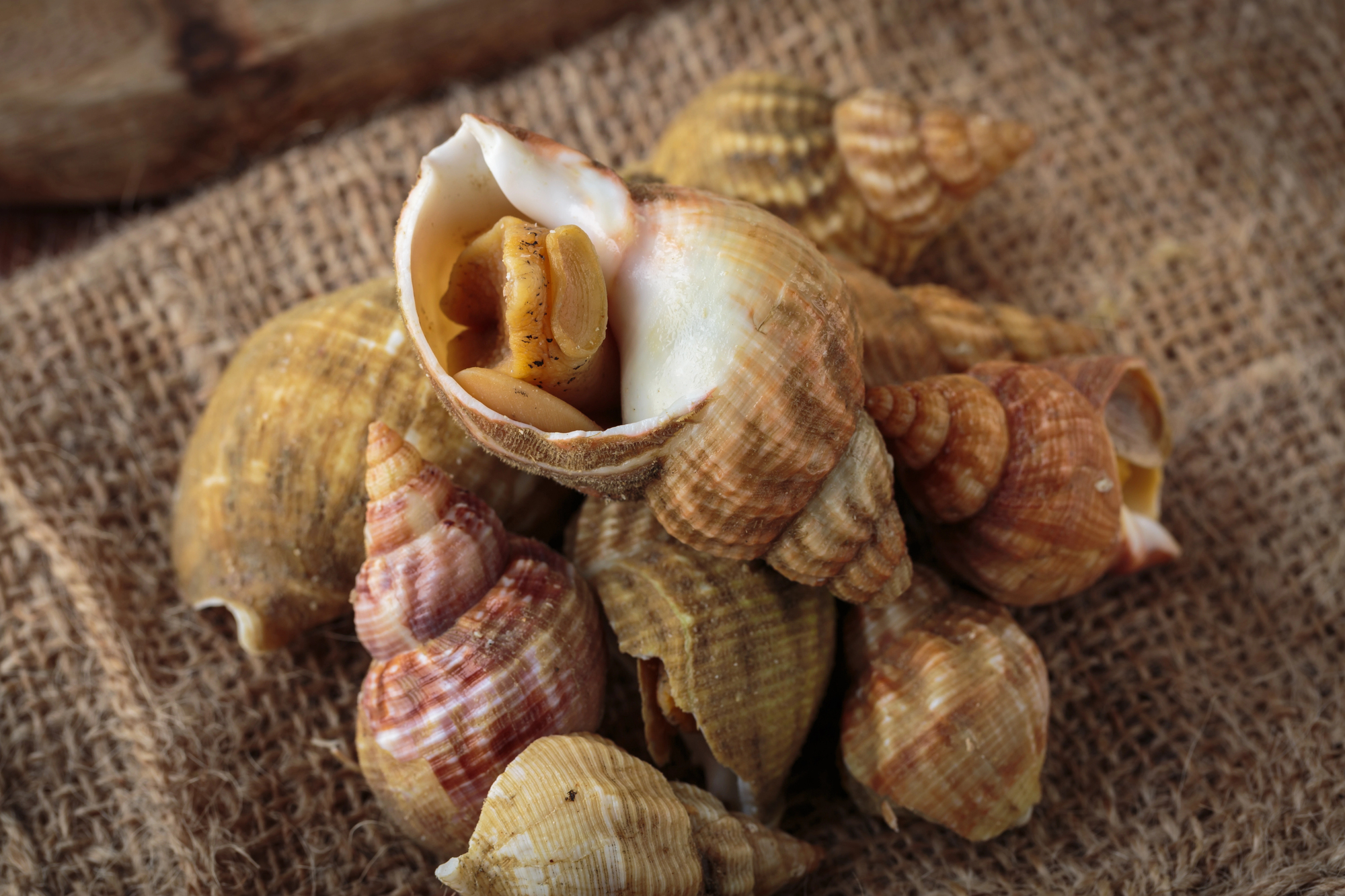 Sul Informação - Neurotoxina perigosa detetada em buzinas capturadas no Algarve