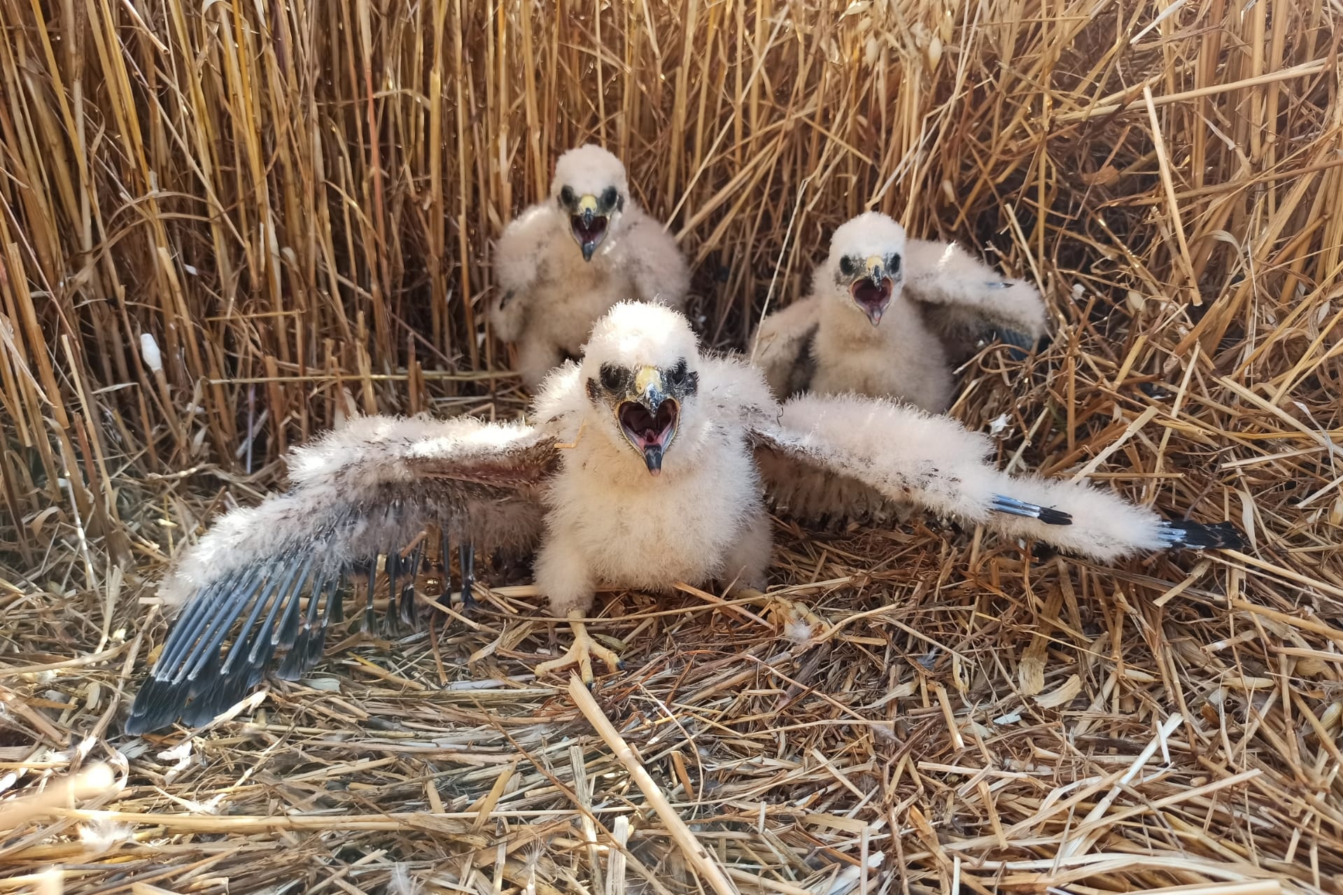 Sul Informação - Lançada campanha ibérica para “Salvar o tartaranhão-caçador” da extinção