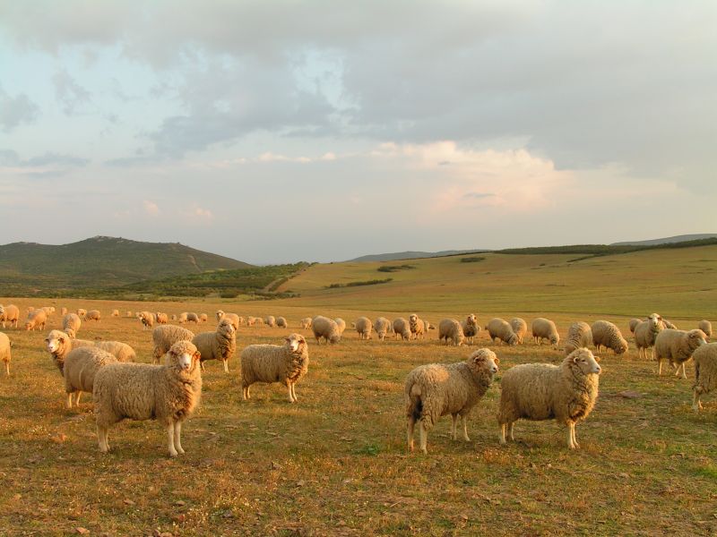 Sul Informação - Borregos estão com “muita procura” na região alentejana do Campo Branco