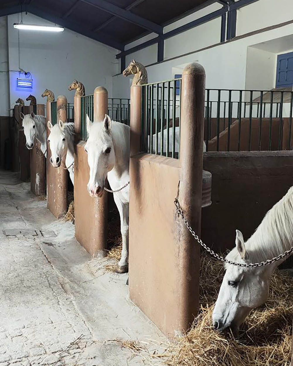 Sul Informação - Cavalariças da GNR de Silves foram alvo de obras, feitas pela Câmara