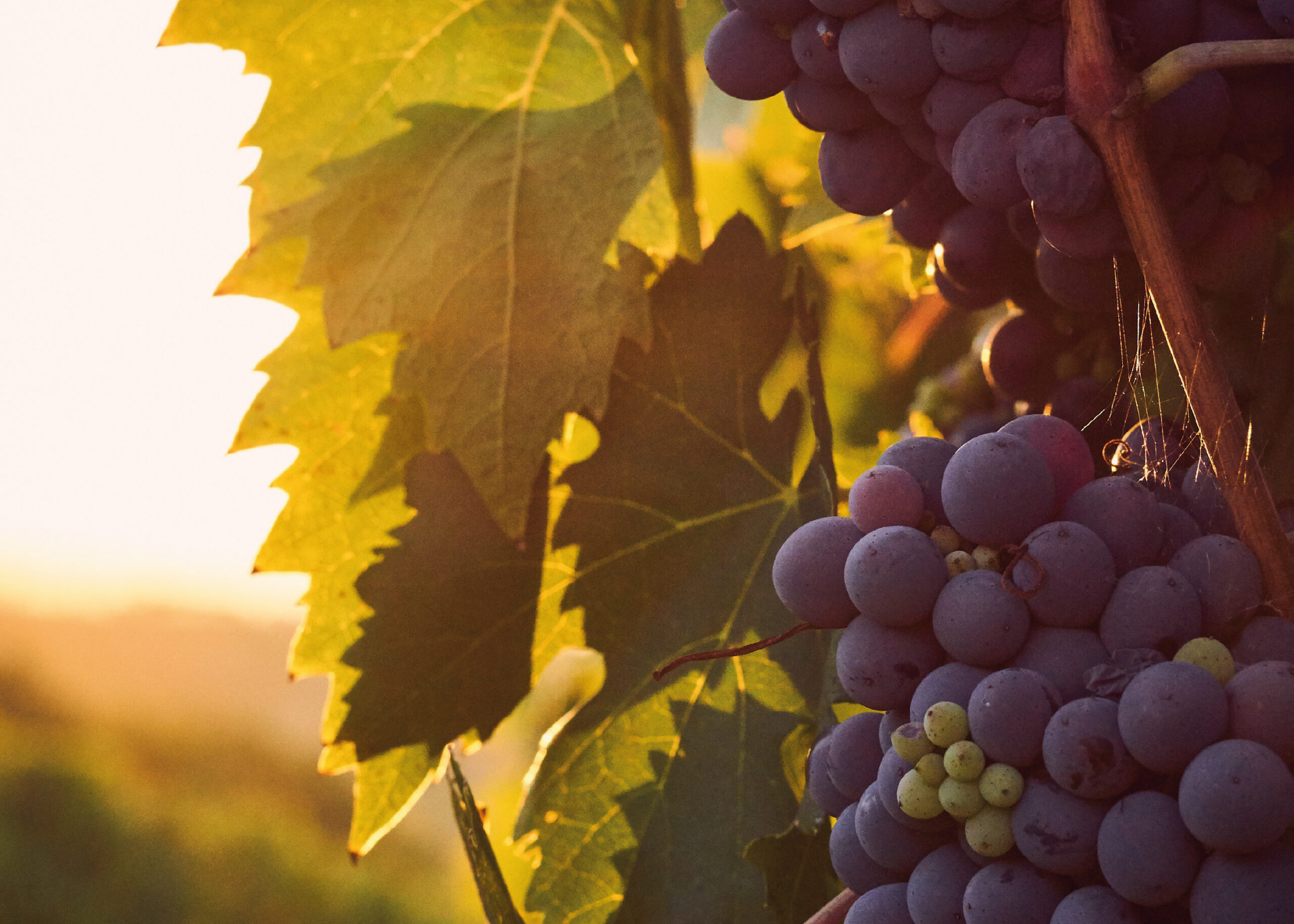 Sul Informação - Museu Municipal de Loulé promove visita temática e prova de vinhos em Alte
