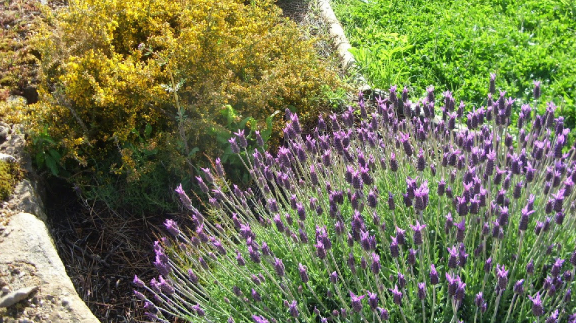 Sul Informação - Estômbar recebe oficina sobre utilização de Plantas Autóctones para Espaços Verdes