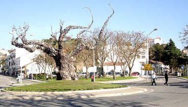 Odemira