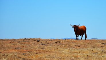 Vaca da raça alentejana