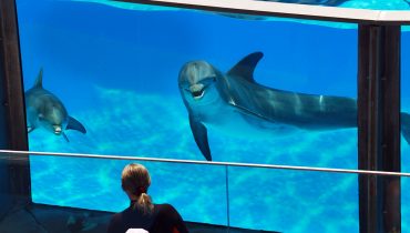 7 Zoomarine Oceano para que te quero anamadeira31