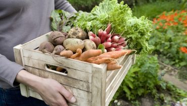 Agricultura_agricultores_Depositphotos_33896265_XL (Medium)