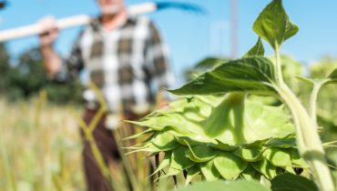 Agricultura_agricultores_agricultura biologica_horta urbana_Depositphotos_301397980_XL (Medium)