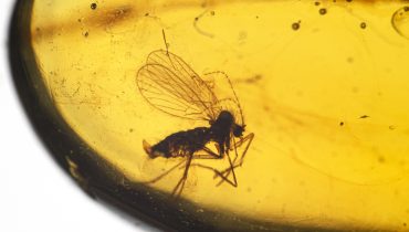 Fly fossilized inside a piece of 99 million year old Burmese amber (fossilized tree resin, also called burmite)