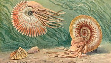 Ammonoid|BELEMNITE RODRIGUES ET AL 2016|JANGADA DE PEDRA MELENDEZ 2_34|LINHA DE COSTA CRETÁCICO INFERIOR v2|PENN ET AL 2020|RUDISTAS|1_Sardinha vs fossil|AMONITES GUIAS