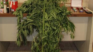 Apreensão-Cannabis-em-Algoz-GNR