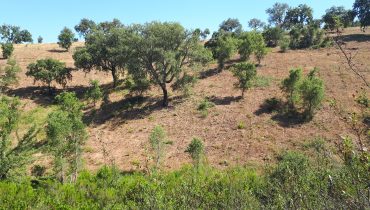 Árvores Floresta autoctone