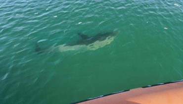 Autoridade Marítima Nacional resgata de golfinho na ria de Alvor em Portimão|Autoridade Marítima Nacional resgata de golfinho na ria de Alvor em Portimão_1