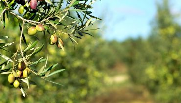 Azeite_oliveiras_olival_Depositphotos_2016894_L