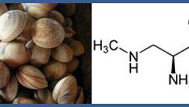 BMAA_em_bivalves_IPMA|Apanha bivalves|Interdição Apanha Bivalves