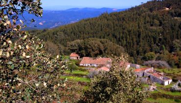 Barbelote_serra de Monchique
