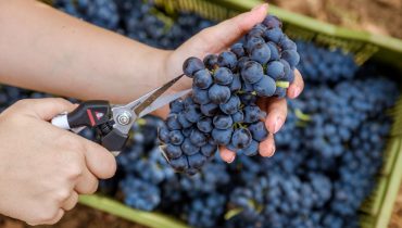 Uvas algarvias prontas para a vindima