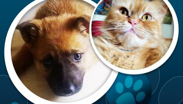 Campanha Adoção de Animais 2015