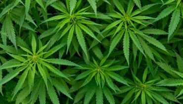Cannabis